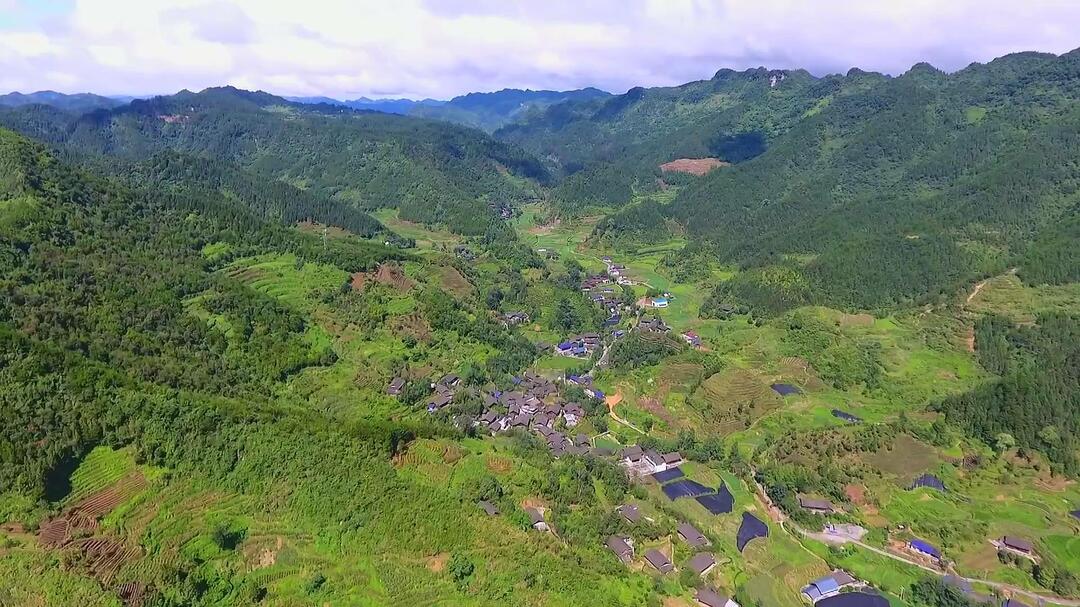 古丈县夏秋茶焕发新生机，多家企业积极加强古丈红茶加工
