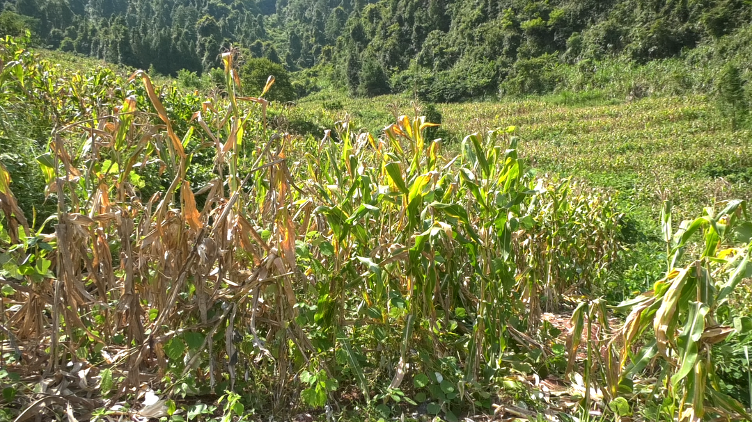 湘西古丈坪壩鎮(zhèn)溪口村：玉米豐收晾曬忙