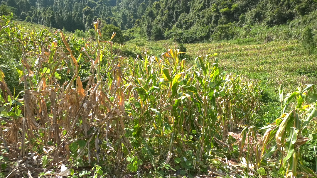 古丈县溪口村：玉米丰收晾晒忙