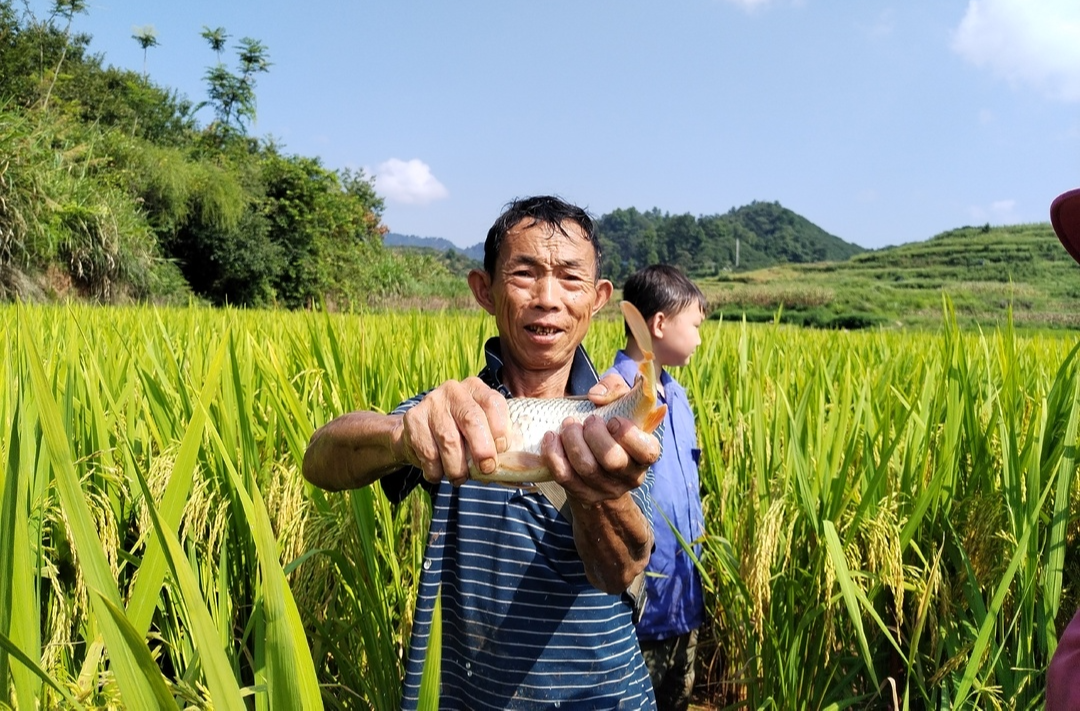 湘西古丈：稻香魚肥好“豐”景