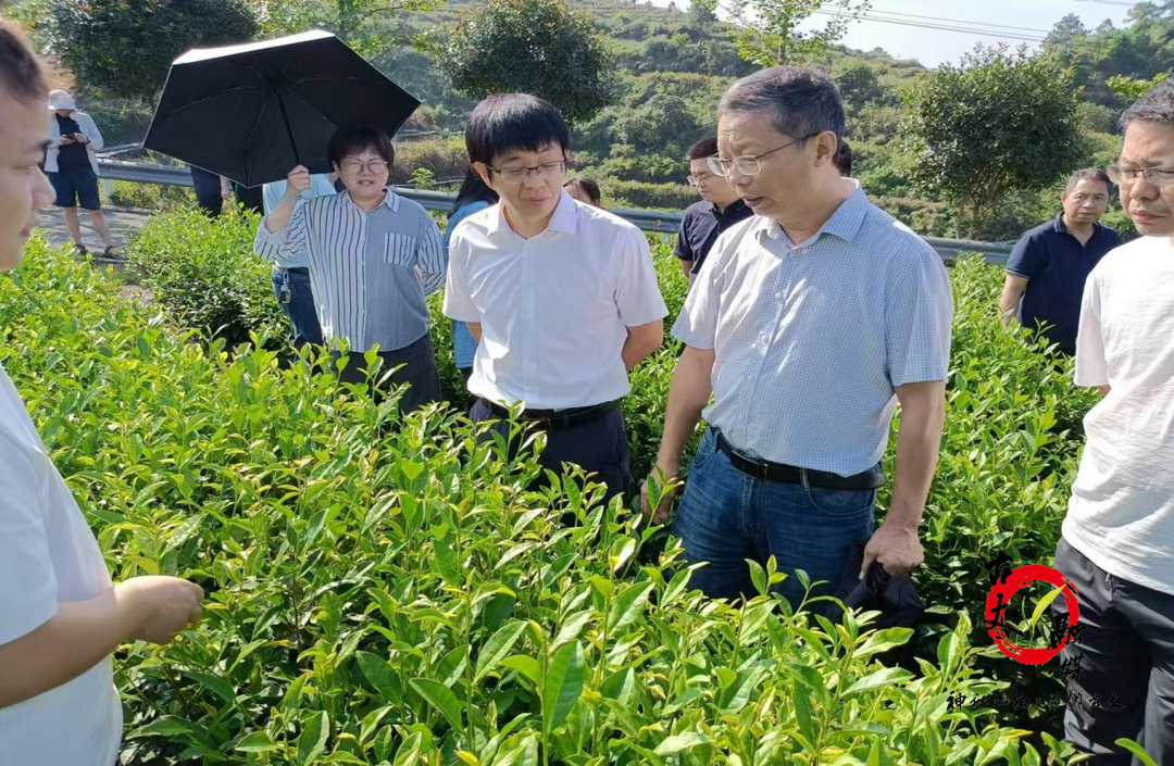 浙江省安吉县白茶产业“三茶”办深入古丈县翁草村开展受捐地茶园强村富民专项工作督导评估等工作
