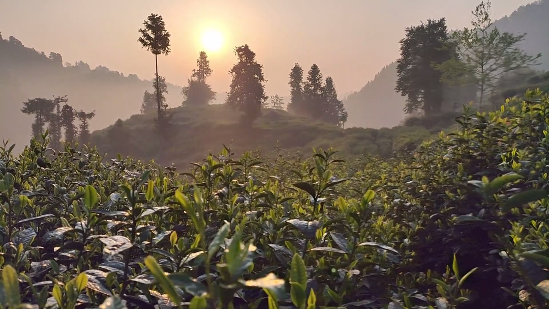 湘西古丈红茶：茶乡大地上的“红色”名片