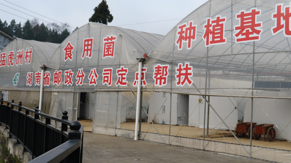 湘西古丈县断龙山镇猛虎洲村：种植黑皮鸡枞菌  铺就强村富民路