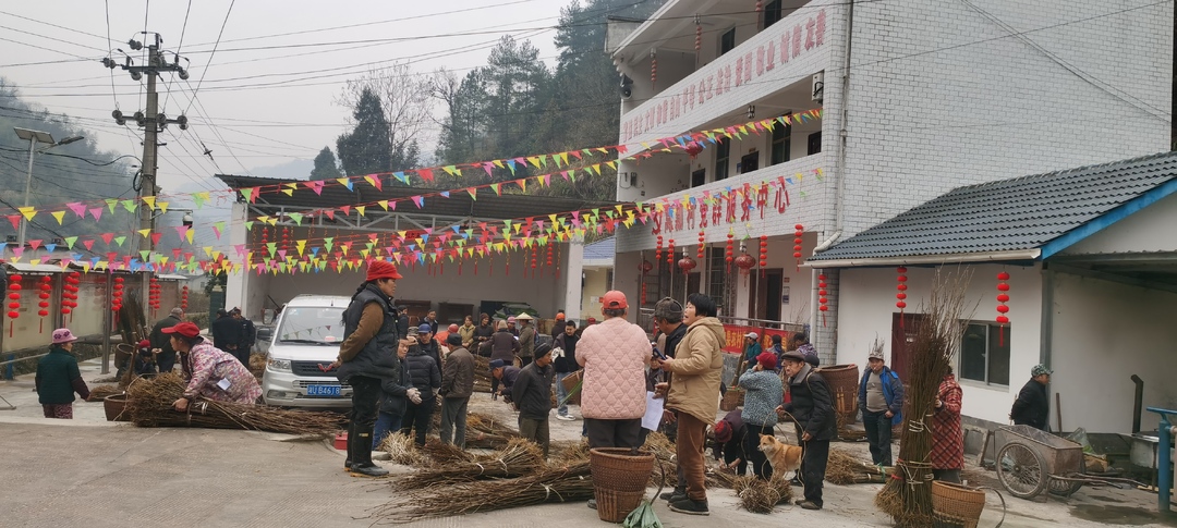 古丈窝瓢村：5万株黄柏苗免费发放！按下乡村振兴“加速键”