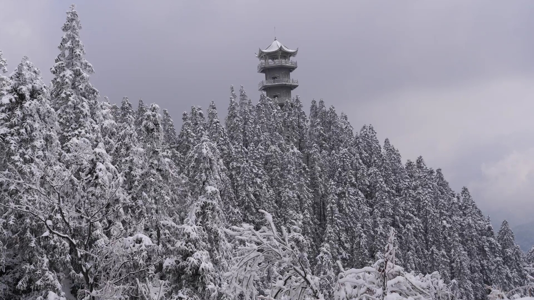 古丈高海拔地区迎春雪 茶园披银预示春茶丰收