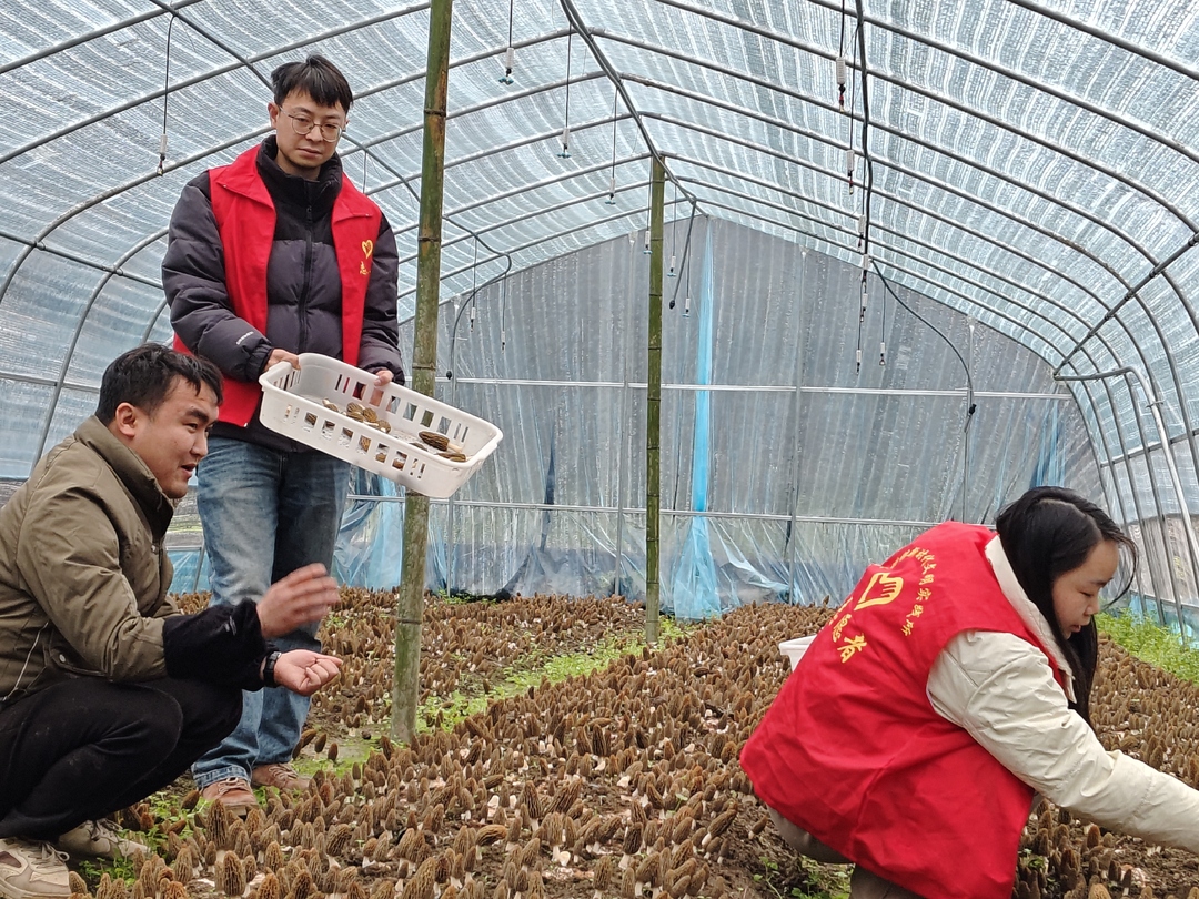 湘西古丈县坪坝镇亚家村：羊肚菌抢“鲜”上市 村民采摘忙