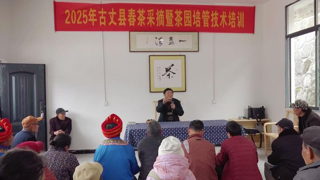 古丈：春茶开采在即  合力护航茶香