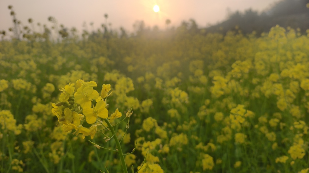 古丈县默戎镇河岸油菜花盛放 金色画卷映衬乡村振兴新图景