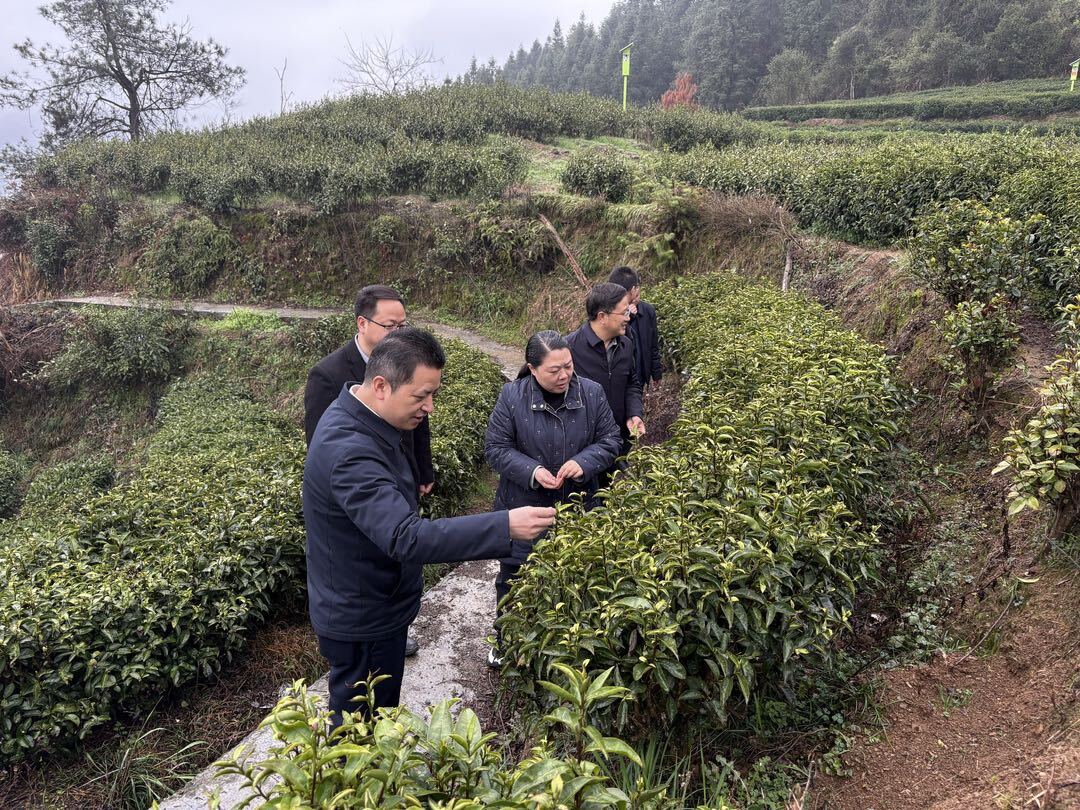 吴凌频在古丈县调研茶叶产业链建设时强调：深化“三茶融合” 加速全链条升级 以数字化赋能茶业高质量发展