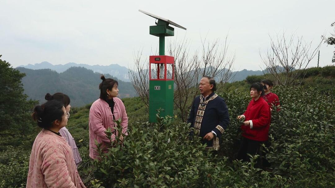 全国人大代表龙献文：打造牛角山示范片区，茶旅融合绘就乡村振兴新画卷