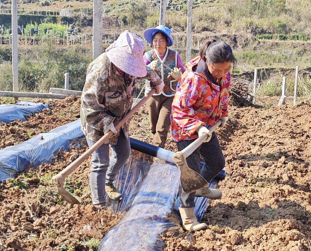 湘西古丈县红石林镇：万物“耕”新不负春 起垄覆膜正当时