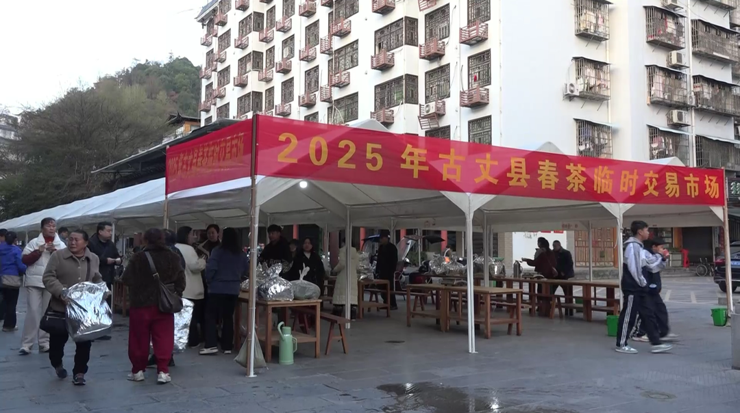 古丈：茶香四溢迎客来，春茶早市看古丈
