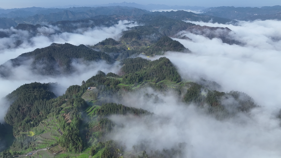 祝贺！古丈毛尖入选2024中国地理标志农产品区域公用品牌百强