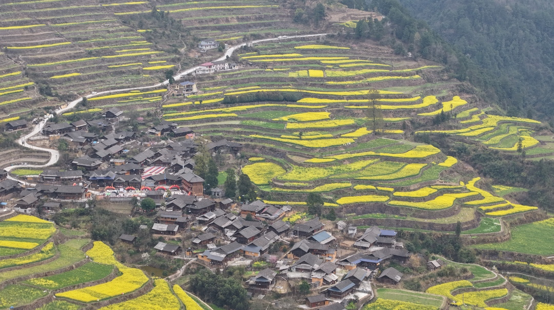 湘西古丈高峰镇：花为媒，越千年，梯田花海引客来