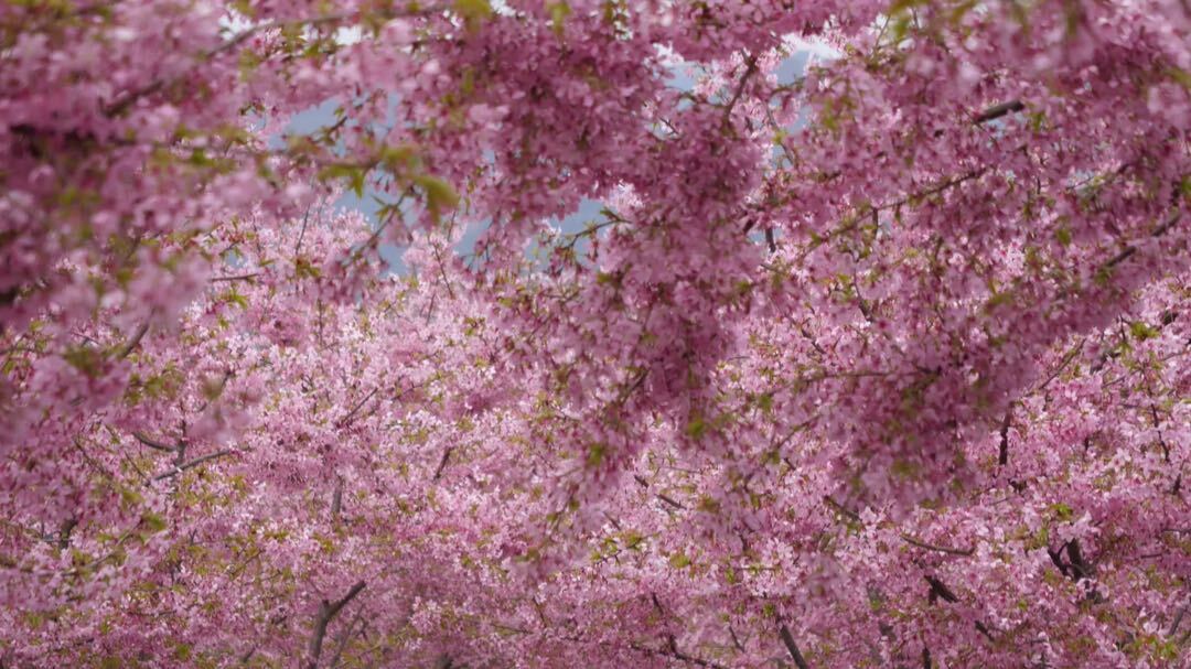 湘西古丈：默戎翁草村樱花盛开美如画
