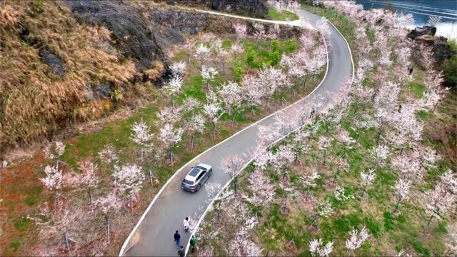 栖凤湖畔樱花如雪 古丈春日画卷引客来