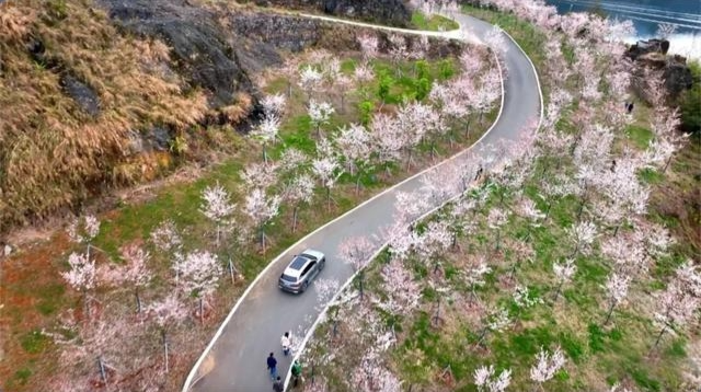 栖凤湖畔樱花如雪 古丈春日画卷引客来