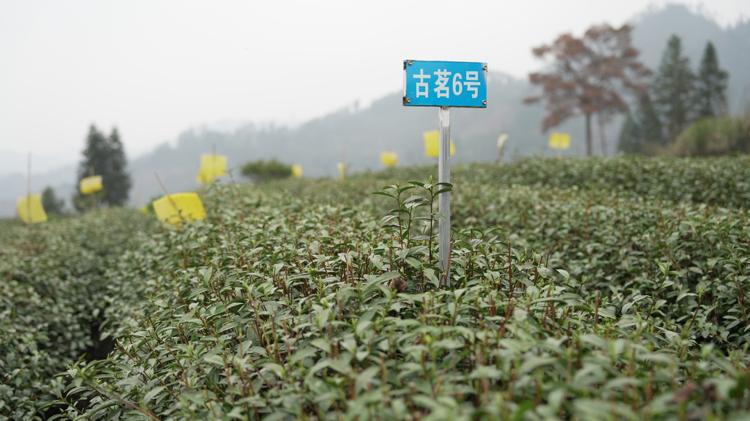 湘西古丈：多部门联动应对气温骤变 护航春茶生产稳产增收