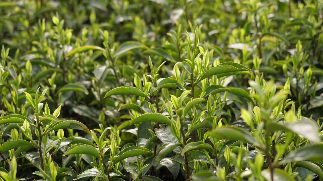 断龙山镇：春茶加工正当时  茶香四溢醉人心