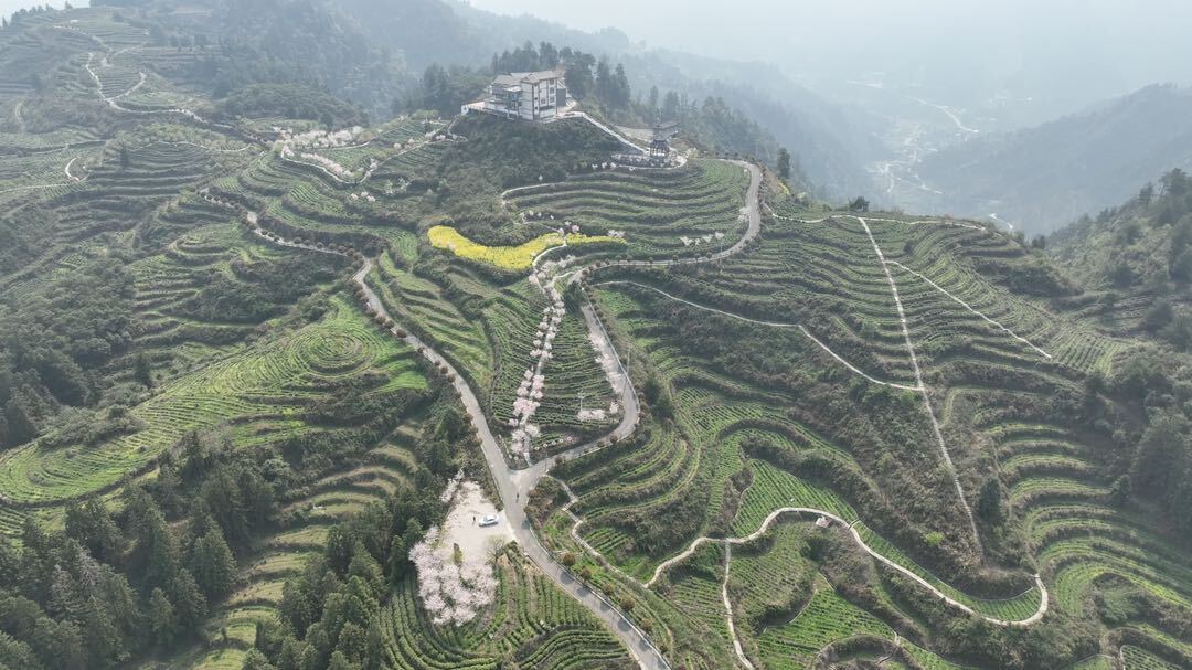 古丈县“白叶一号”开采，茶旅融合助力乡村振兴