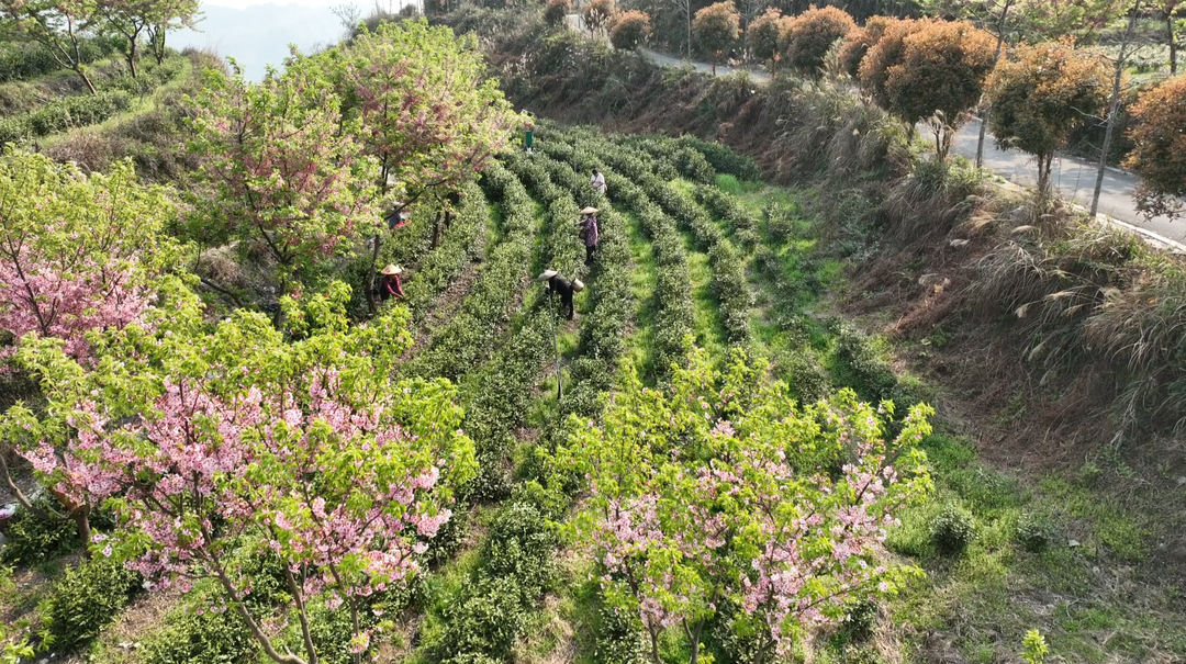 湘西古丈：“白叶一号”开采，茶旅融合助力乡村振兴