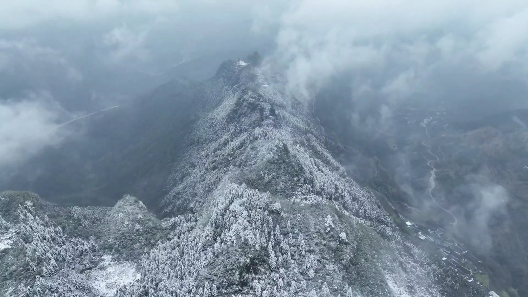 古丈县高海拔茶园迎春雪 老茶园萌芽期避过冻害影响
