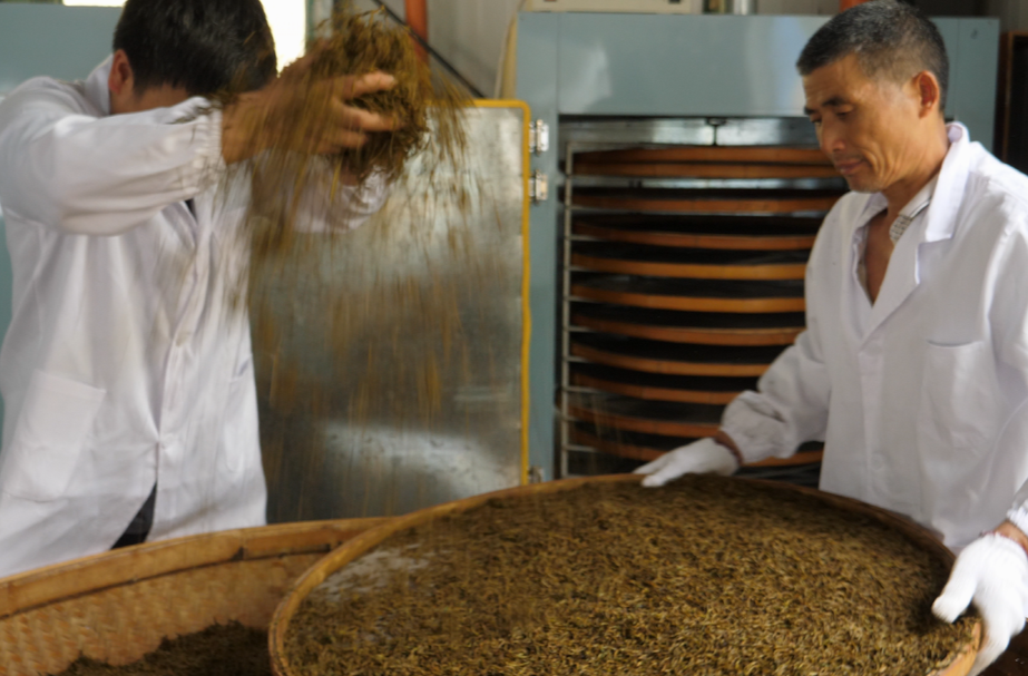 湘西古丈：春风醒茶山 红茶加工忙