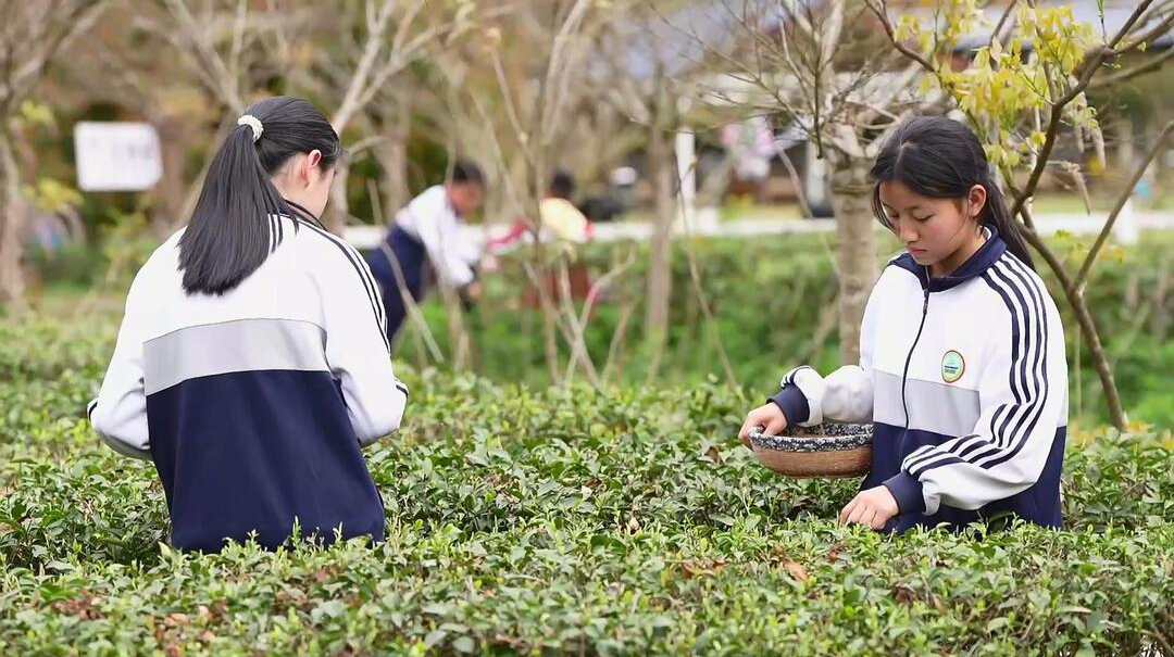 古丈梳头溪英妹子园区紫藤花开 亲子研学体验茶香之旅