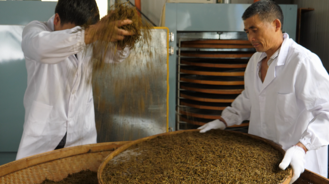古丈：春风醒茶山 红茶加工忙