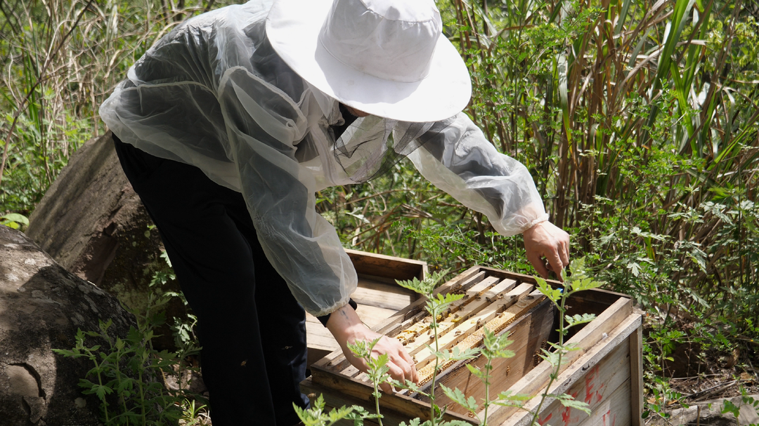 养蜂人刘朝前：“甜蜜”带头人  解锁致富“蜜”码