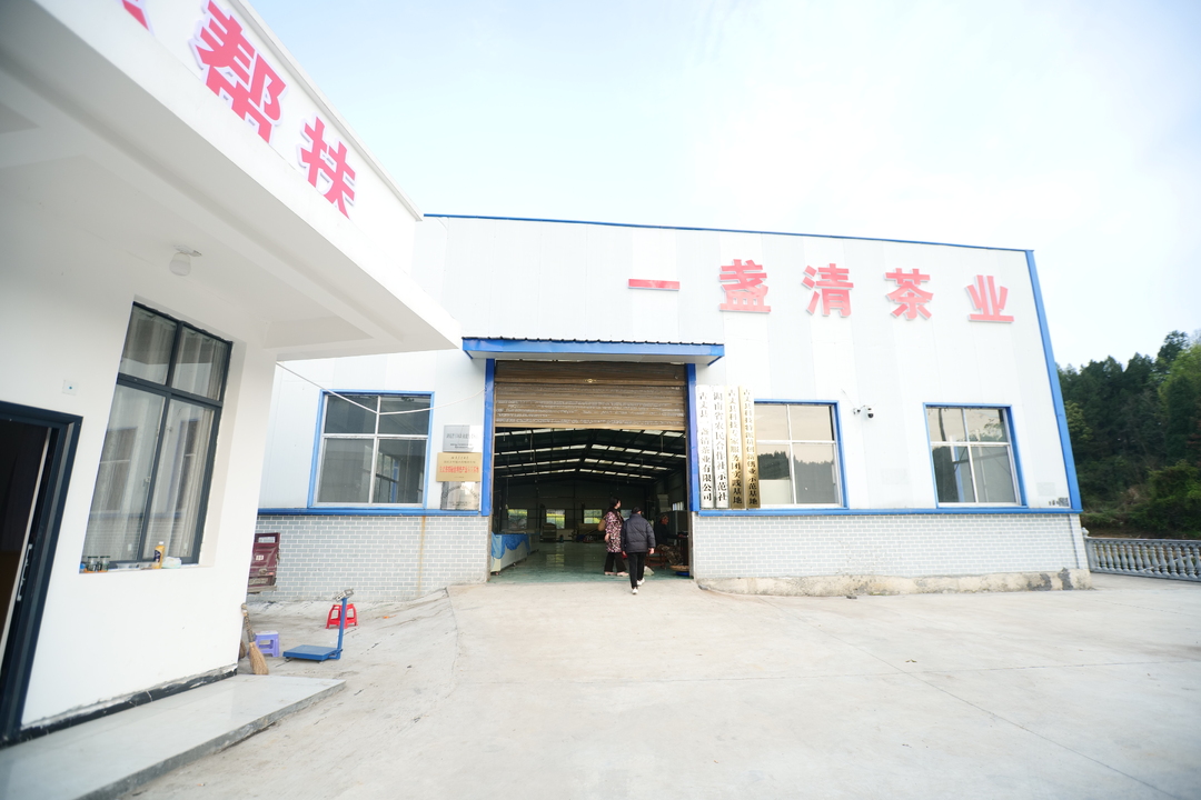 断龙山镇：党建引领稳市场 茶企带富促振兴