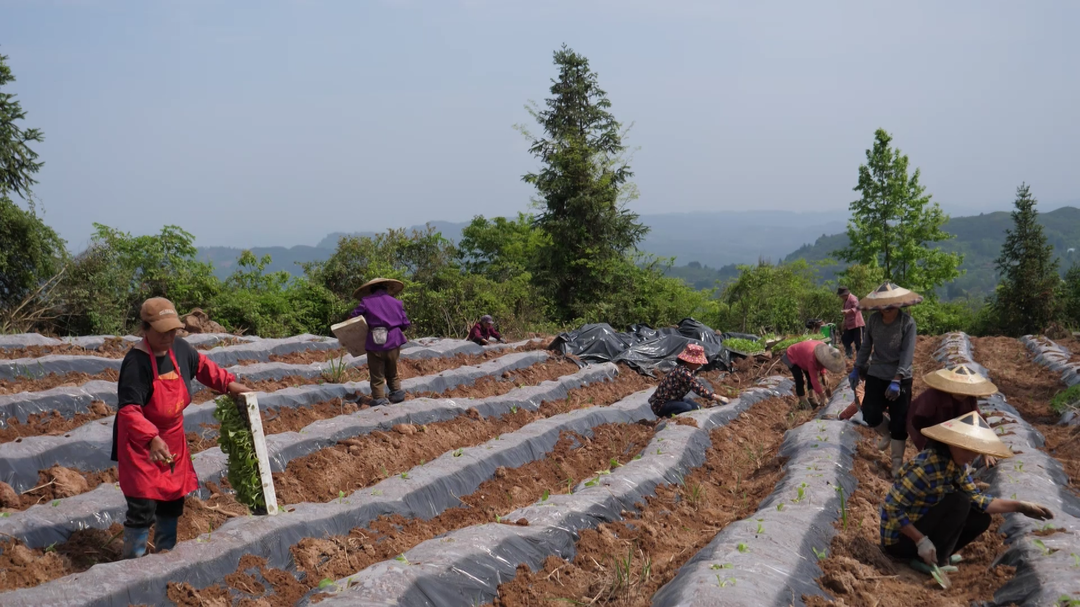湘西古丈断龙山镇田家洞村：烟叶种植正当时 群众增收新路径