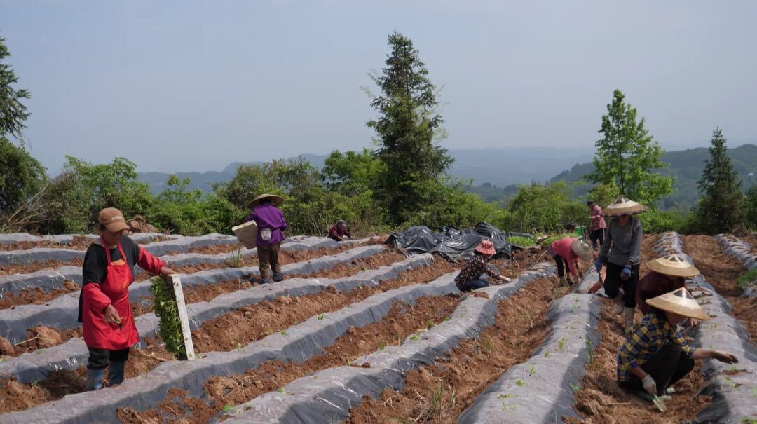 断龙山镇田家洞村：烟叶种植正当时 群众增收新路径