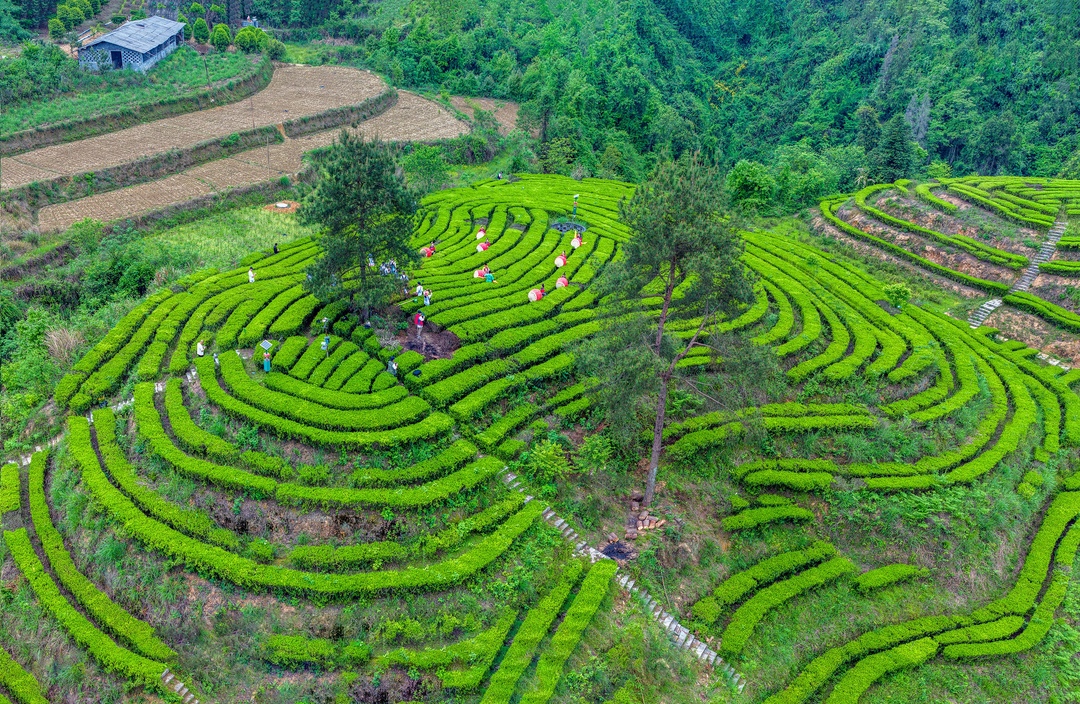 湘西州摄影家协会120余名摄影师聚焦古丈 用镜头定格茶乡之美