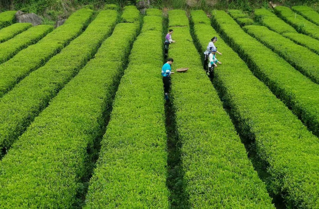 “飞瞰茶乡·寻味古丈”世界生态古丈茶云摄影大赛：用镜头书写茶乡“云端”新篇章
