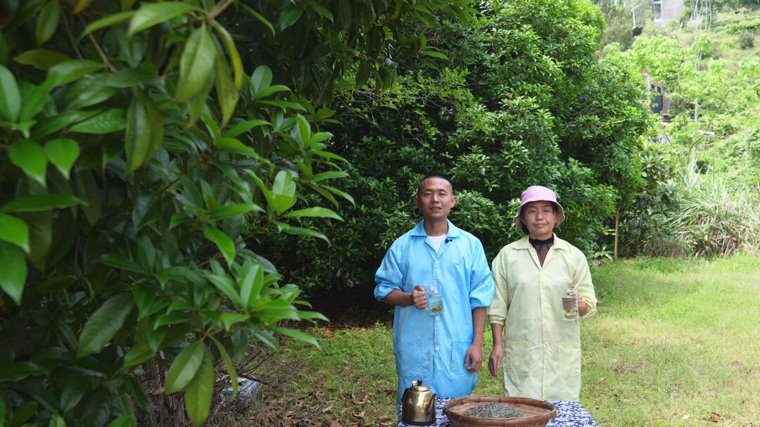 母子同心制茶香 古阳镇且茶村备战“茶王争霸”