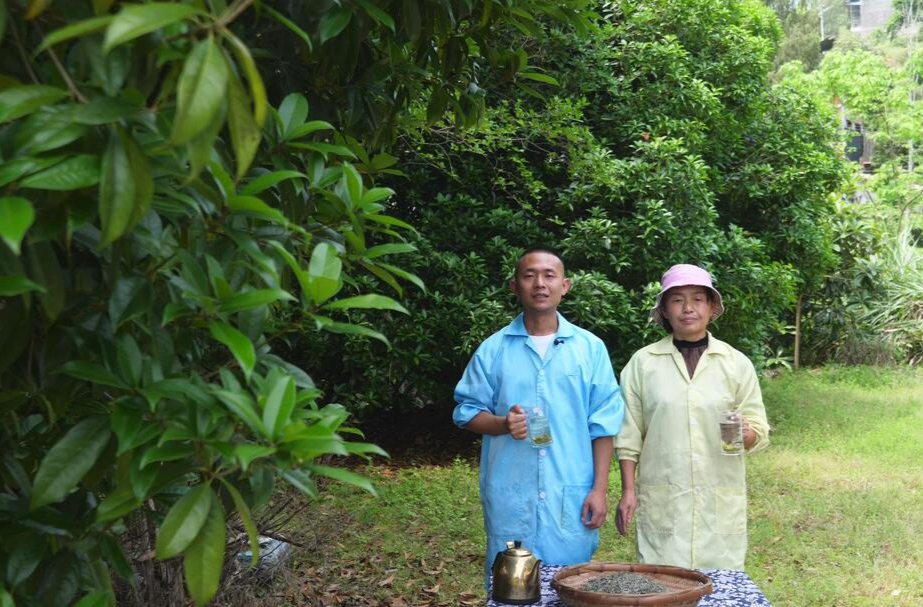 母子同心制茶香 古阳镇且茶村备战“茶王争霸”