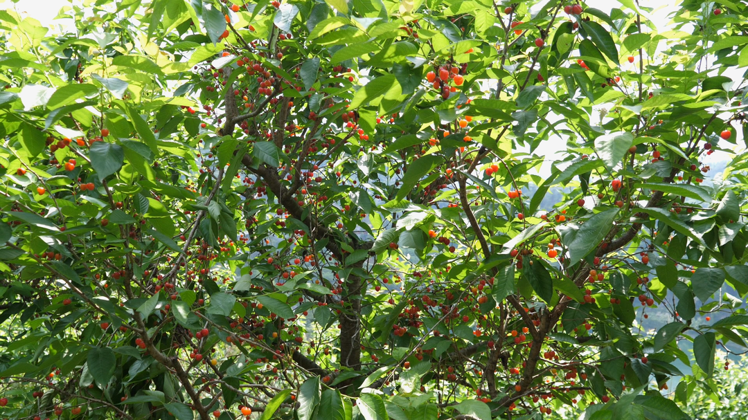 湘西古丈：樱桃红了！古阳镇且茶村樱桃采摘季开启，快来赴这场甜蜜之约