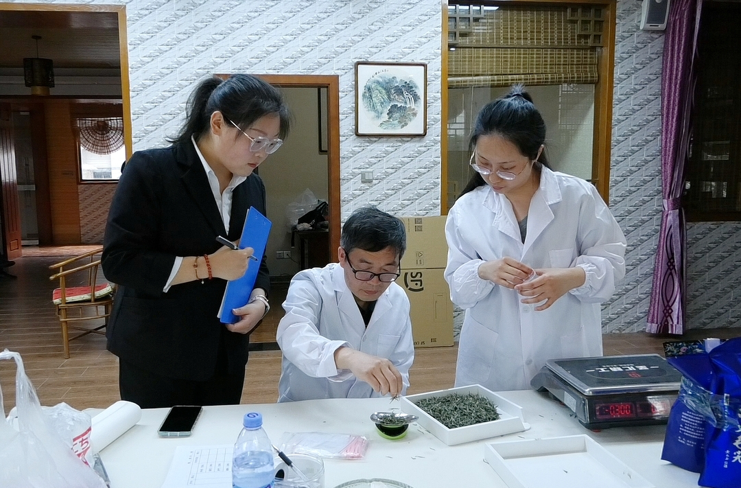 古丈县茶王争霸赛启动茶叶签样工作
