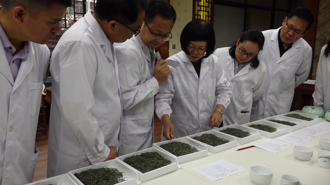 2025年古丈茶王争霸赛完成评选工作，13份优质茶样榜上有名