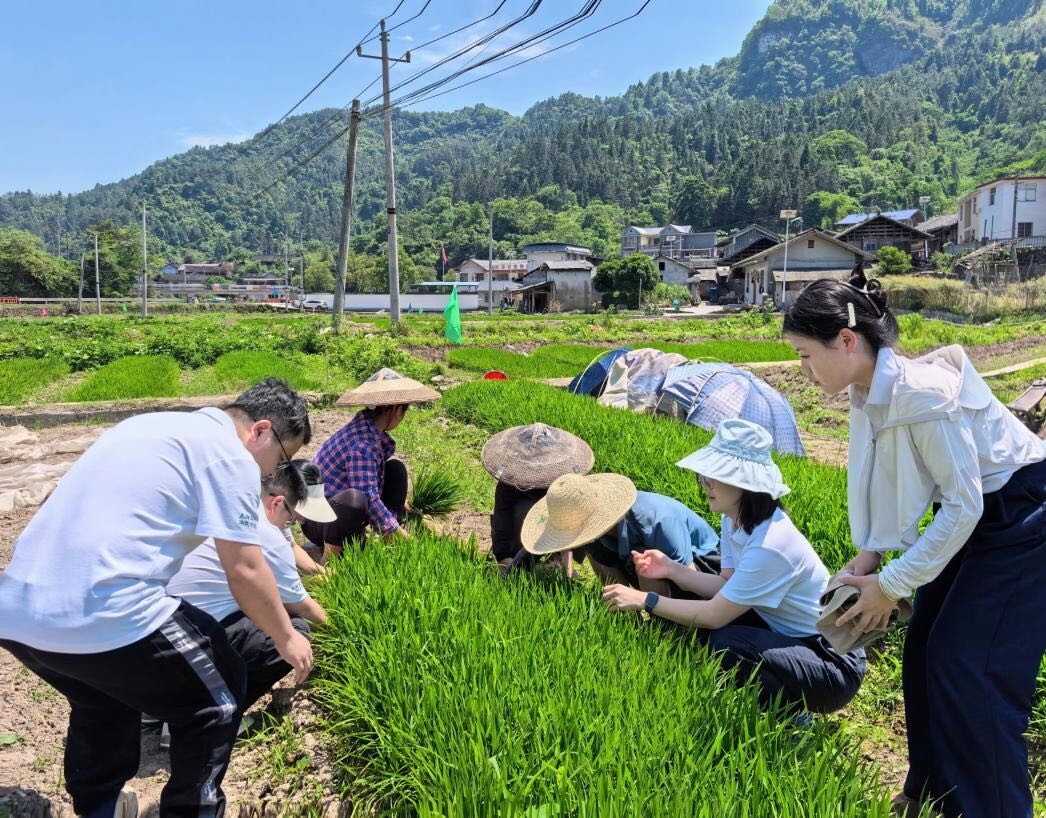 水田织绿锦，“青苗”铸振兴