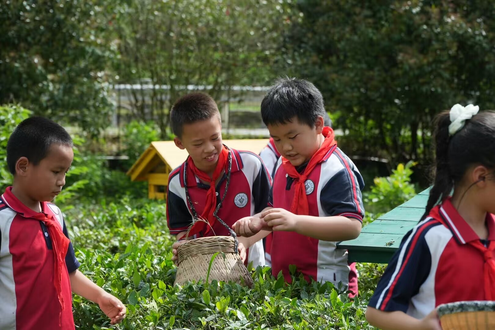 古丈县古阳镇梳头溪英妹子茶庄园迎来研学热