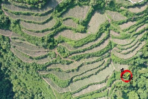 湘西古丈县高峰镇：揭膜培土忙，烟叶种植绘就致富新画卷