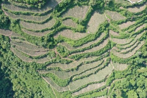 高峰镇：揭膜培土忙，烟叶种植绘就致富新画卷