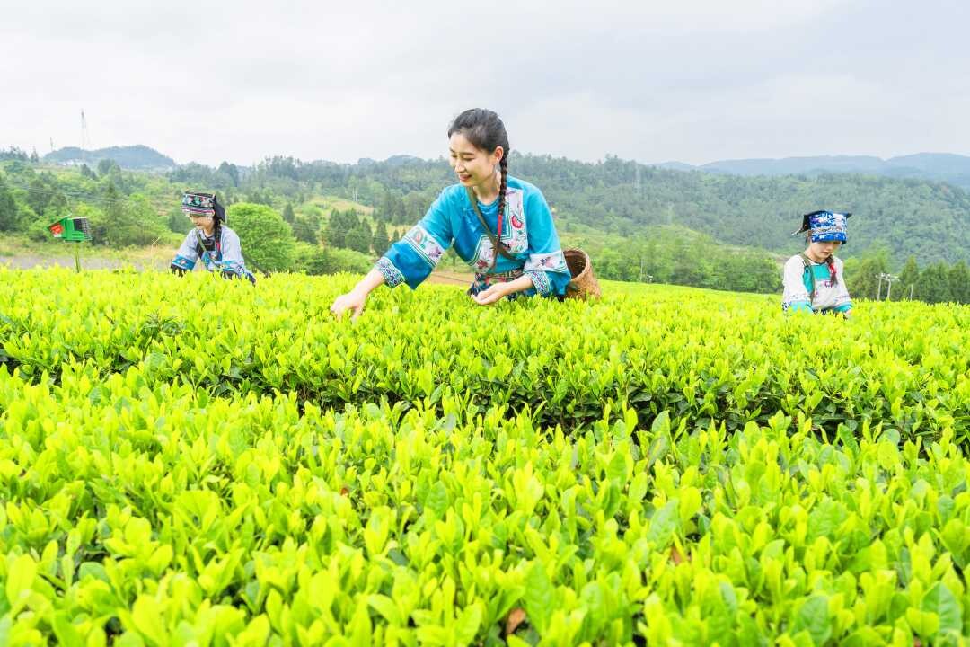 古丈夏茶飘香 红茶加工忙