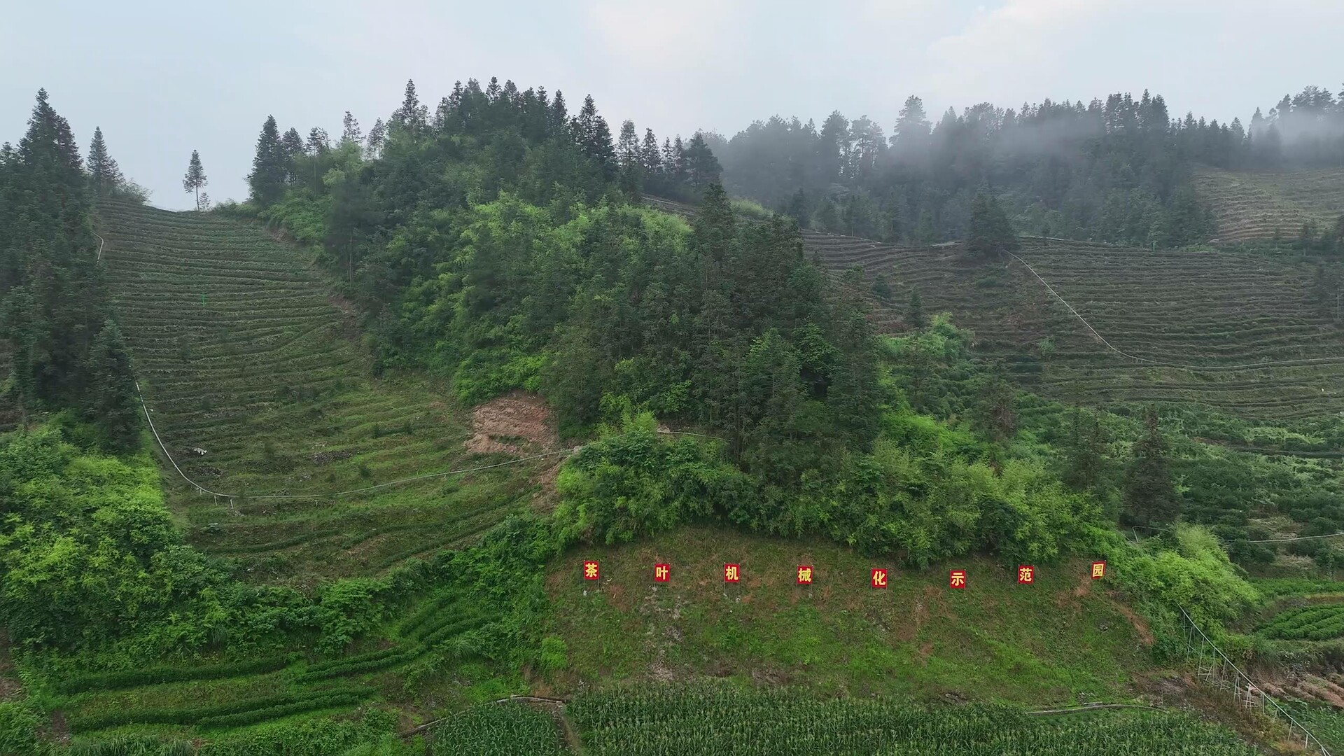 古阳茶农剪枝忙 古丈茶园迎夏管季