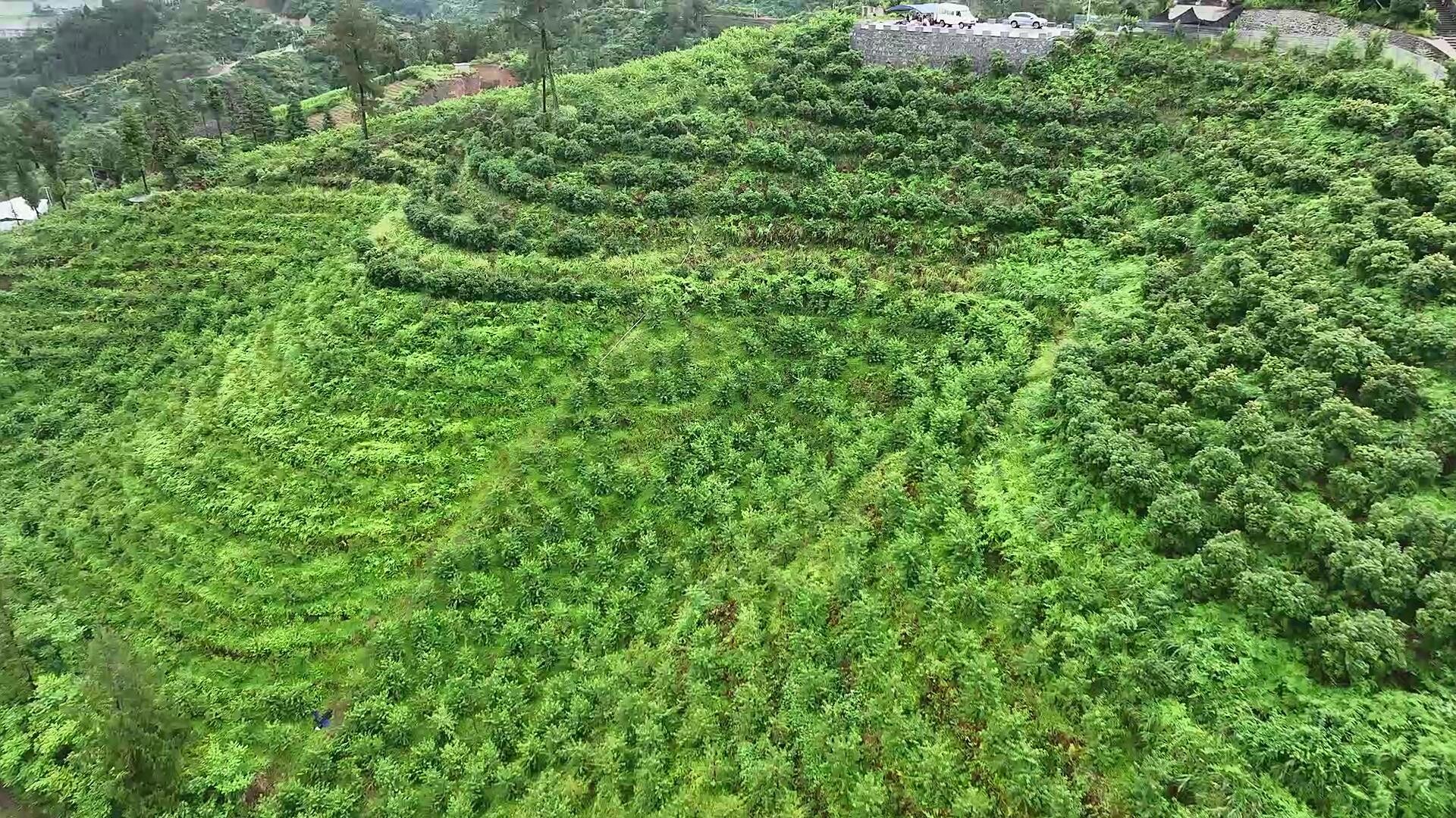 科技赋能 网红助农：古丈县且茶村黄桃产业  走出乡村振兴新路径