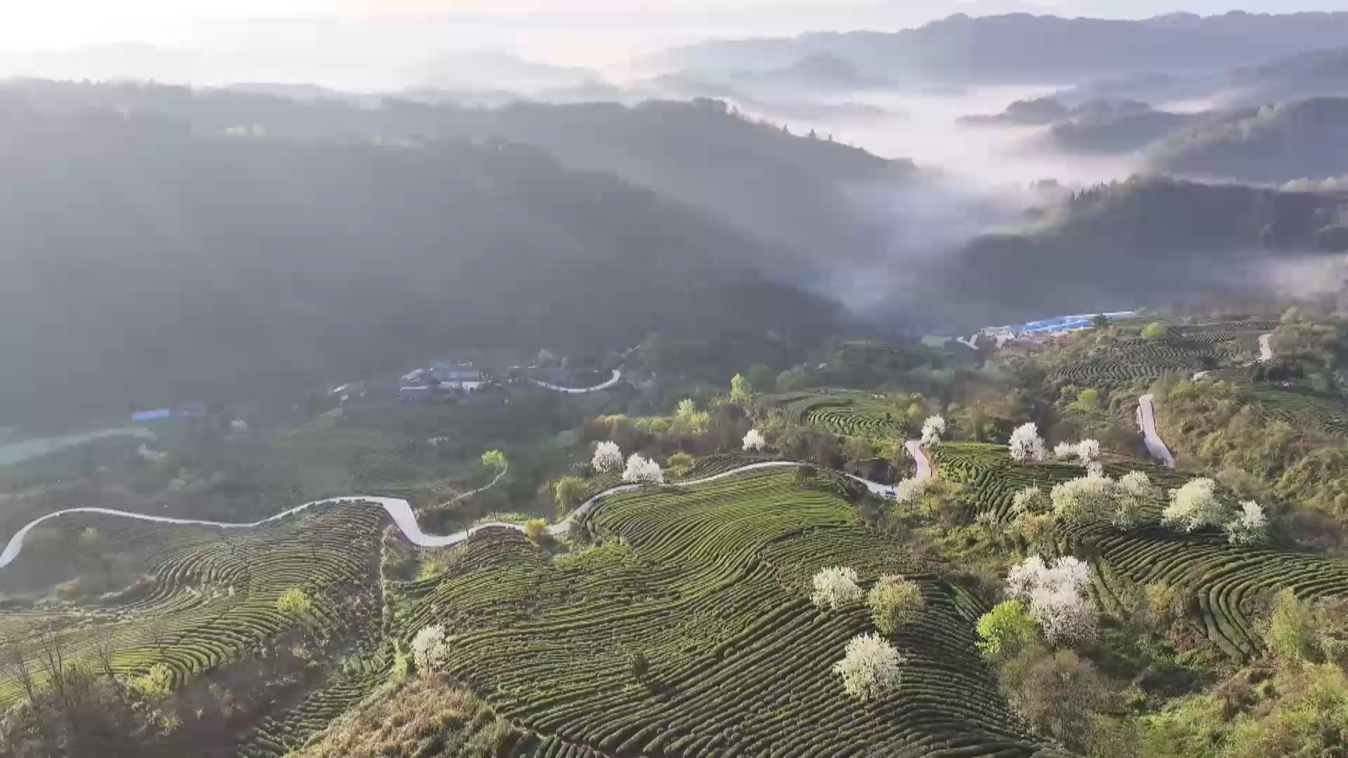 古丈茶產(chǎn)業(yè)的創(chuàng)新之路：品牌建設(shè)與數(shù)字化變革