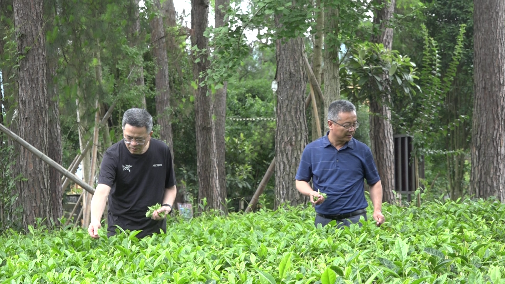 中茶所為湘西古丈12家茶企進(jìn)行低碳生態(tài)茶認(rèn)證工作