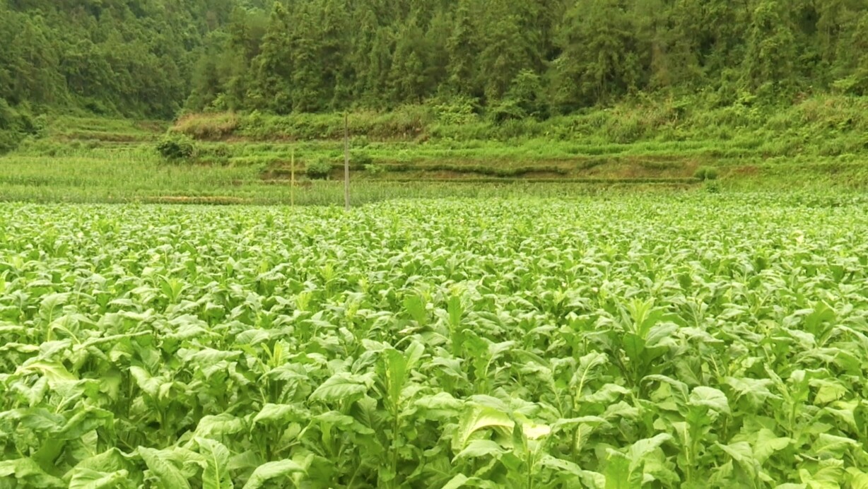湘西古丈：官壩采煙烘烤忙 產(chǎn)業(yè)富民雙豐收